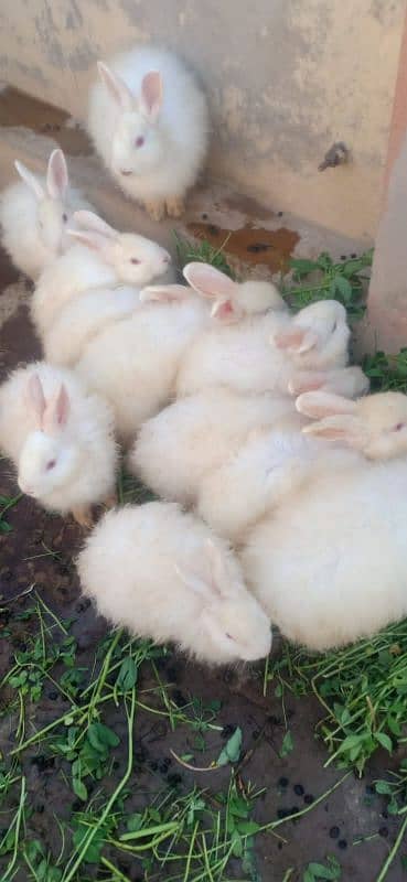 imported Rabbits  sargodha sial shareef 0