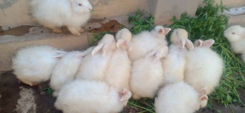 imported Rabbits  sargodha sial shareef 2