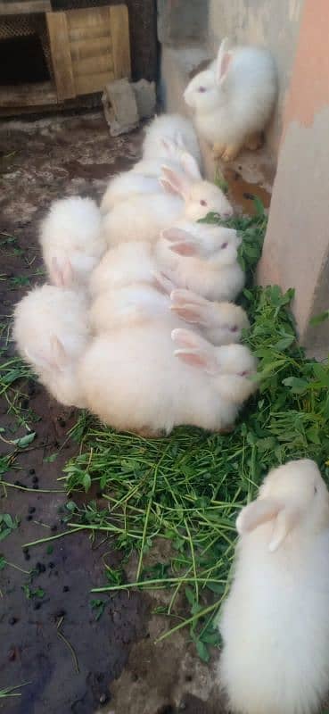 imported Rabbits  sargodha sial shareef 4