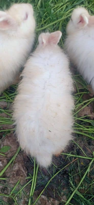 imported Rabbits  sargodha sial shareef 5