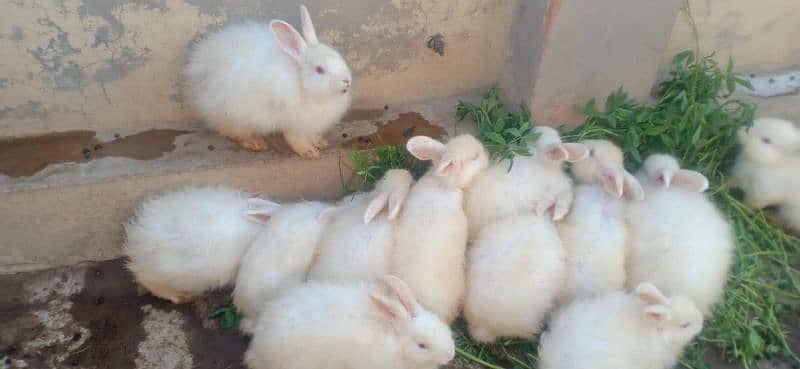 imported Rabbits  sargodha sial shareef 6