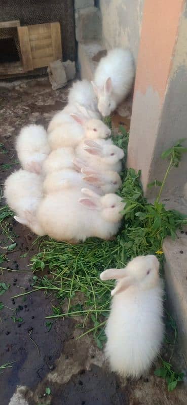 imported Rabbits  sargodha sial shareef 7