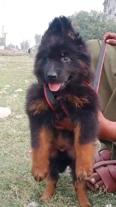 German shepherd puppies Double Coat My WhatsApp number 03001868066 2