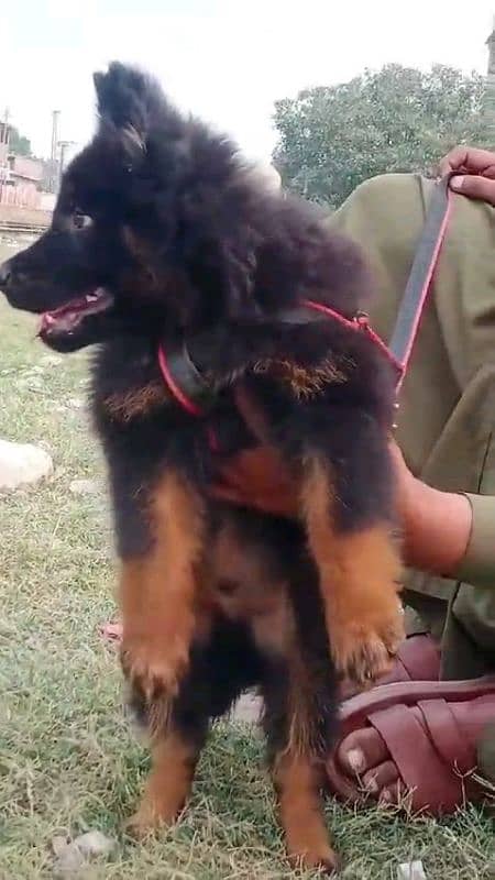 German shepherd puppies Double Coat My WhatsApp number 03001868066 6