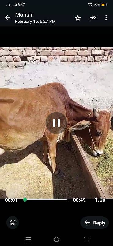 cow with wachi 3