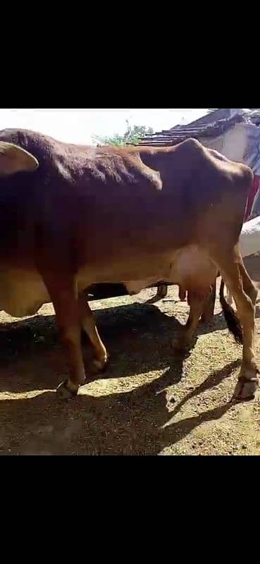 cow with wachi 4