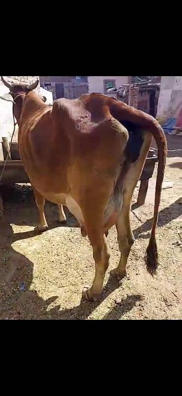 cow with wachi 5