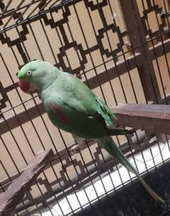 Female Breeding Raw Parrot