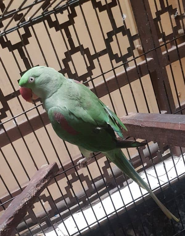 Female Breeding Raw Parrot 0