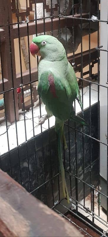 Female Breeding Raw Parrot 1