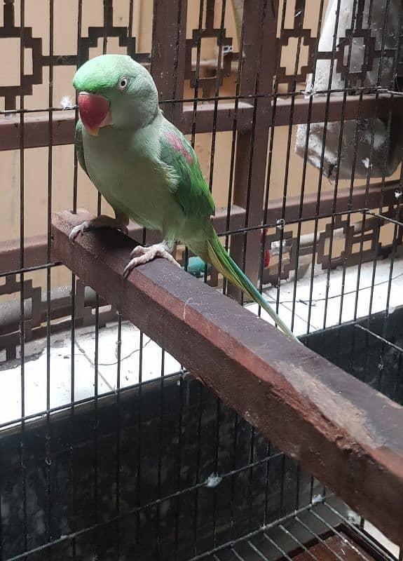 Female Breeding Raw Parrot 2