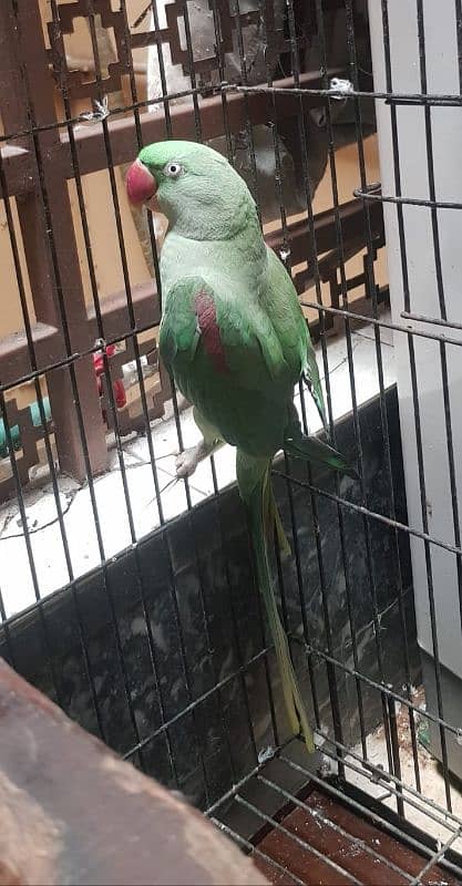 Female Breeding Raw Parrot 3