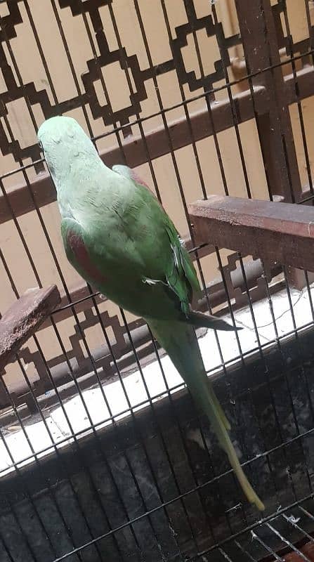 Female Breeding Raw Parrot 4