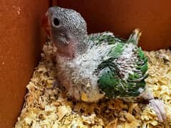 Raw / Alexandrine parrot chicks