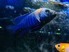 AFRICAN MULAVI CICHLID BLUE