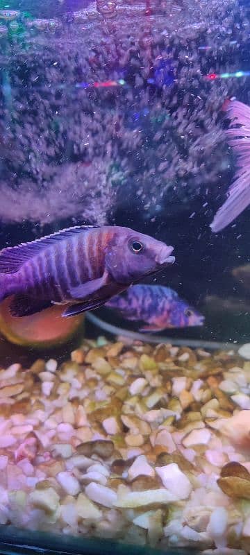 AFRICAN MULAVI CICHLID BLUE 1