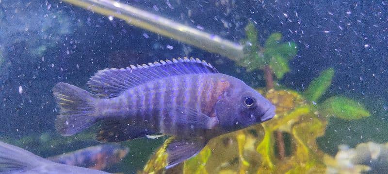 AFRICAN MULAVI CICHLID BLUE 2