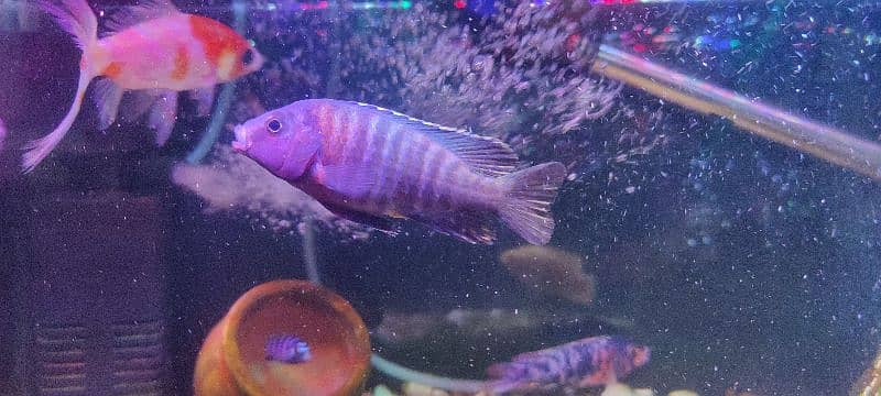 AFRICAN MULAVI CICHLID BLUE 3