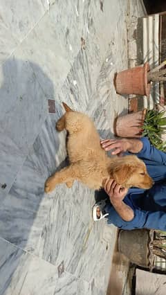 golden retriever female puppy