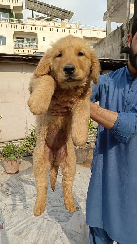 golden retriever female puppy 1