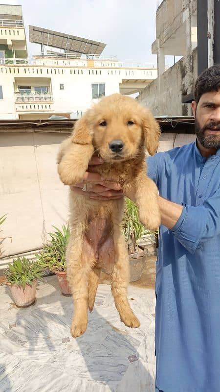 golden retriever female puppy 2