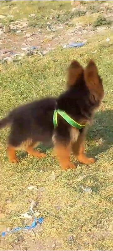 German shepherd puppies Double Coat My WhatsApp number 03001868066 3