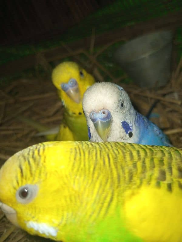 Australian parrot . ya choti chirya 2