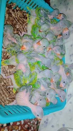 RINGNECK CHICKS AVAILABLE