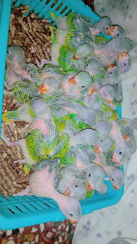 RINGNECK CHICKS AVAILABLE 0