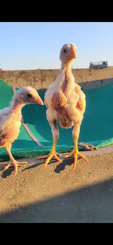 Heera Chicks Pair 0