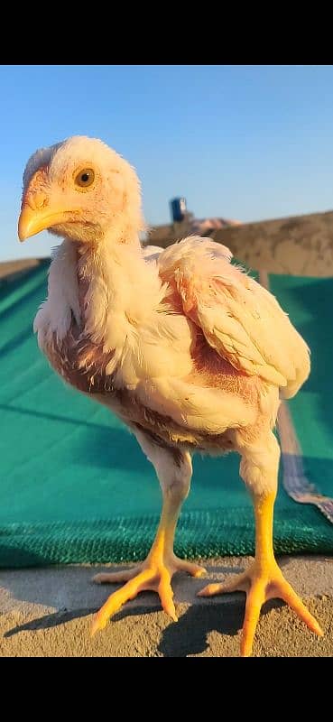 Heera Chicks Pair 1