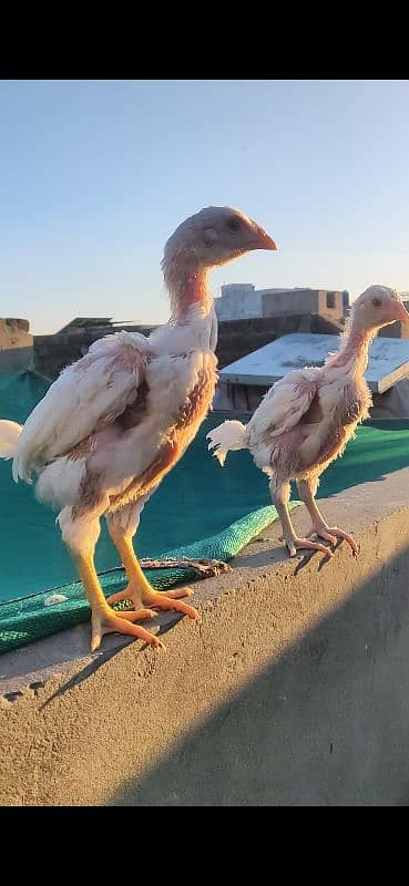 Heera Chicks Pair 4