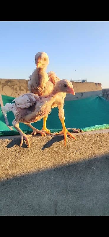 Heera Chicks Pair 7