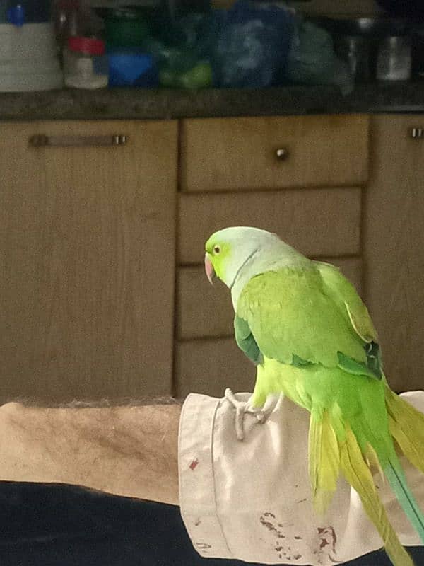 ring neck parrot 1