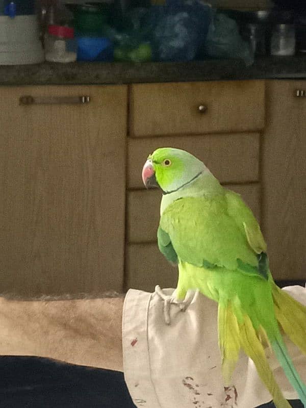 ring neck parrot 2