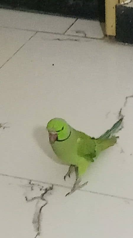 ring neck parrot 3