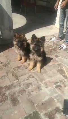 German shepherd puppies Double Coat My WhatsApp number 03001868066