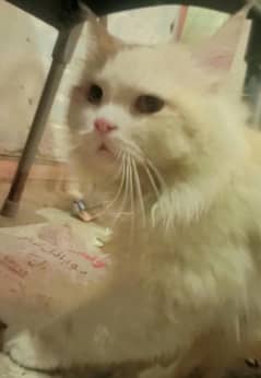 male cat for sale and miting