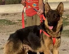 available German Female security Dog For Sale5