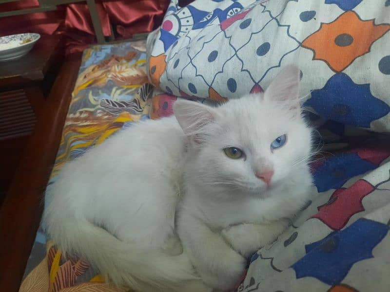 cat female 5 months hybrid eyes 1