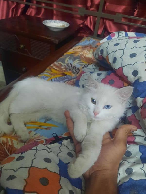 cat female 5 months hybrid eyes 3