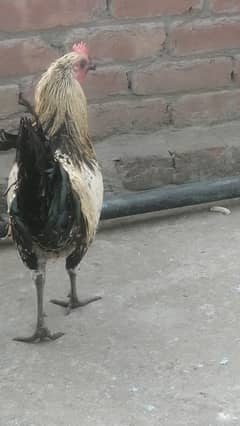 Desi murga hens