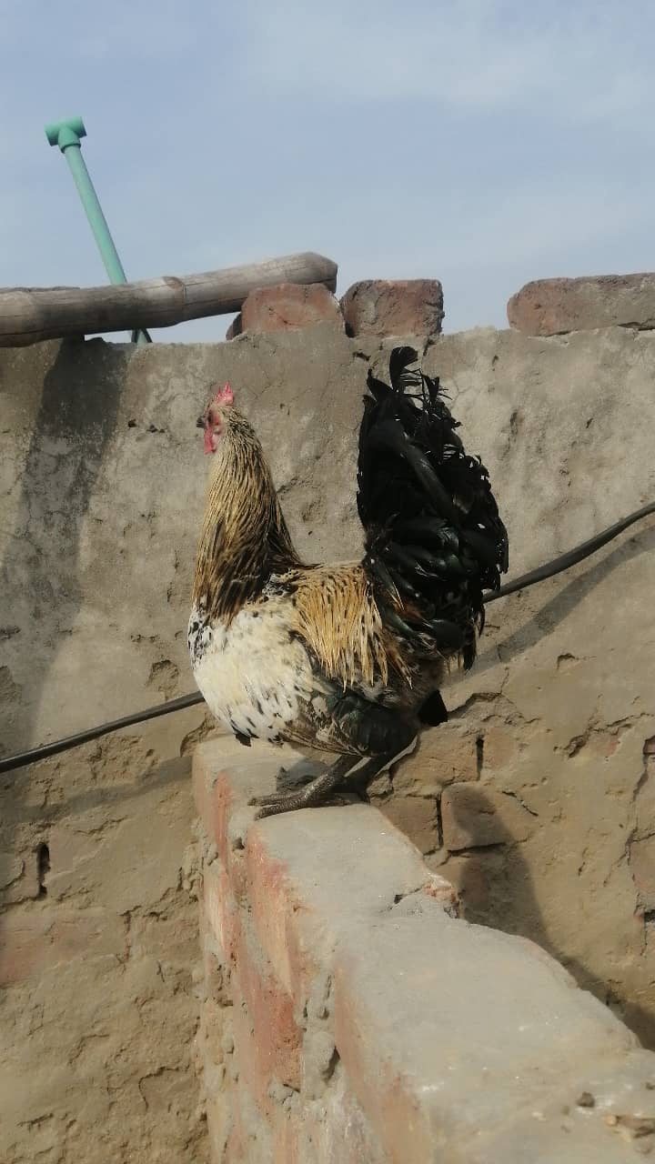 Desi murga hens 1