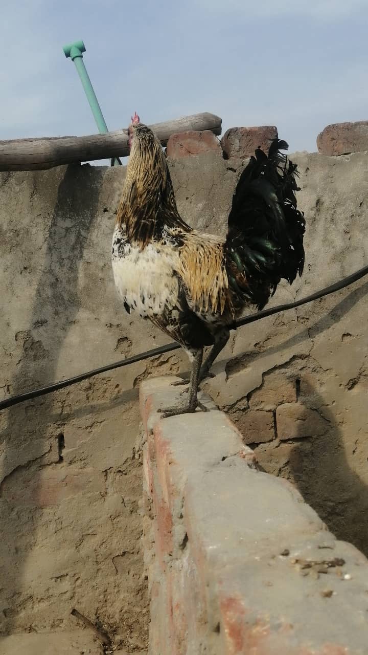 Desi murga hens 2