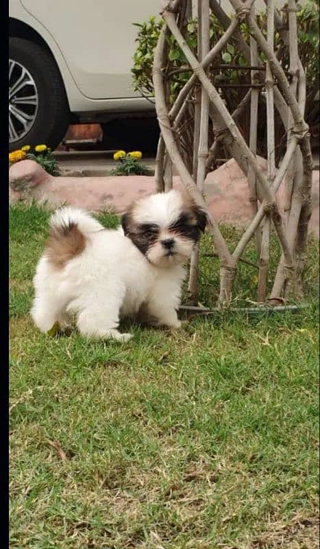 Shi Tzu Puppies  Male And  available my WhatsApp number 03106441528 2