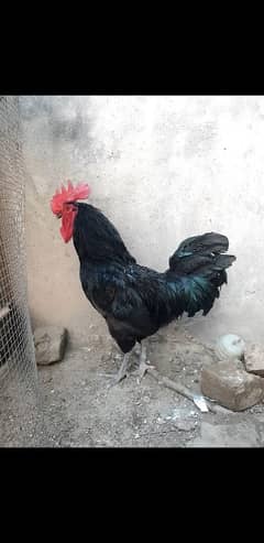 Australorp