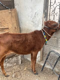 cow for sell