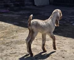 Desi Goat / Cross Breed Bakri | Baby Goats | بکرا / Goat Pair