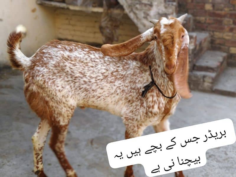 Desi Goat / Cross Breed Bakri | Baby Goats | بکرا / Goat Pair 1