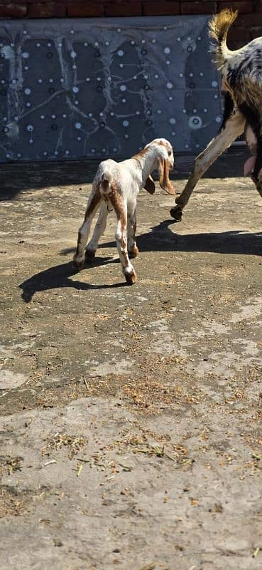 Desi Goat / Cross Breed Bakri | Baby Goats | بکرا / Goat Pair 2